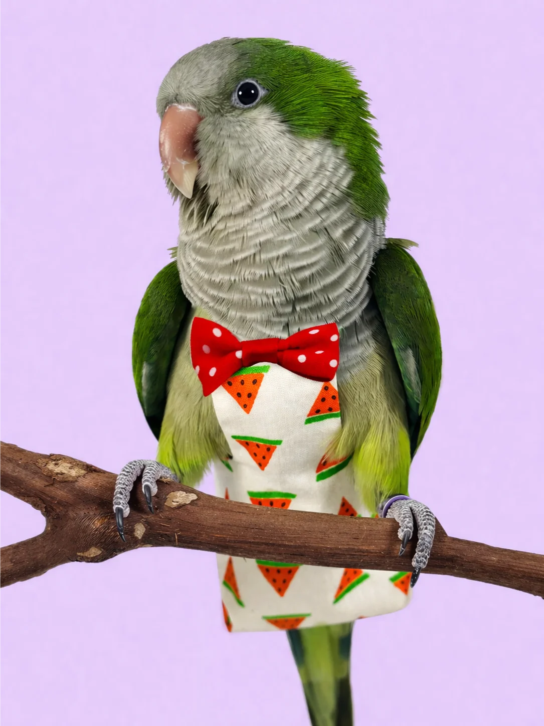 Diapers for Birds product image (1)