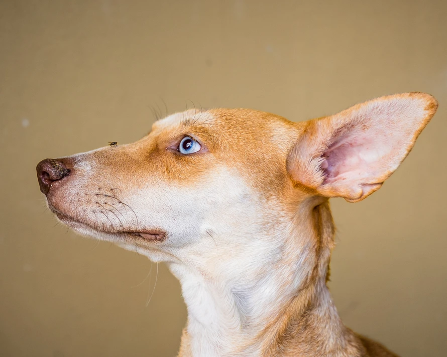 Funny picture of a rescue dog with a fly on her nose