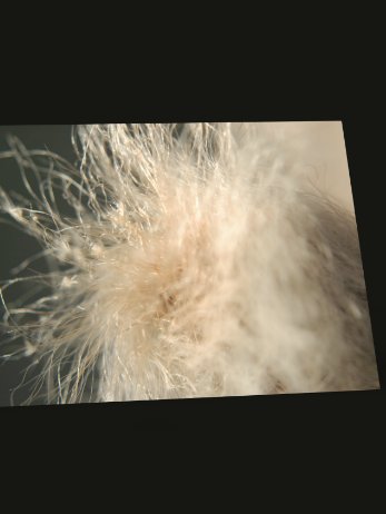 fluff — desktop wallpaper | from "holding" | eza product image (2)