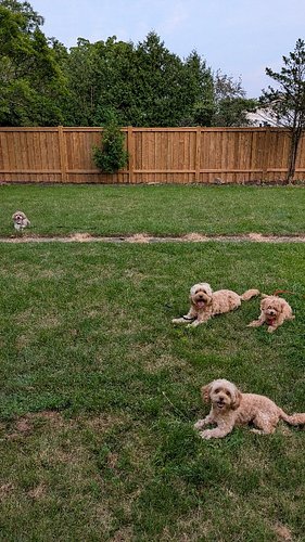 🐾 3 WEEKS DOWN, 1 MORE TO GO! 🐾

Meet Sonny, our adorable 12-week-old Maltipoo who began his PAWRRIFIC PUPPY journey at just ...