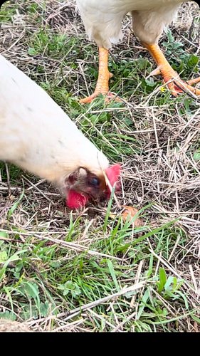 Eating slugs!!🤢😜🤢#mrmachotherooster #jaraland #chicken