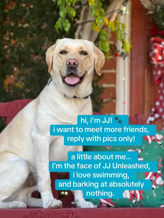 just a lab trying to make some new friends 🐾💛 #jjunleashed #labrador #dogsoftiktok #fyp