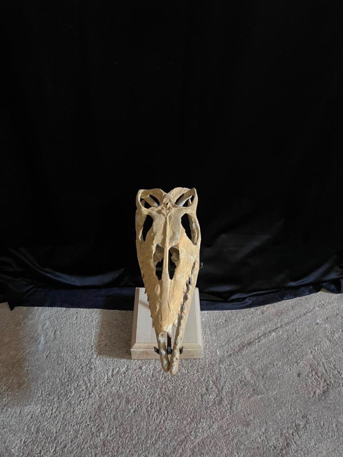 Rare Dinosaur Fossil product image (5)