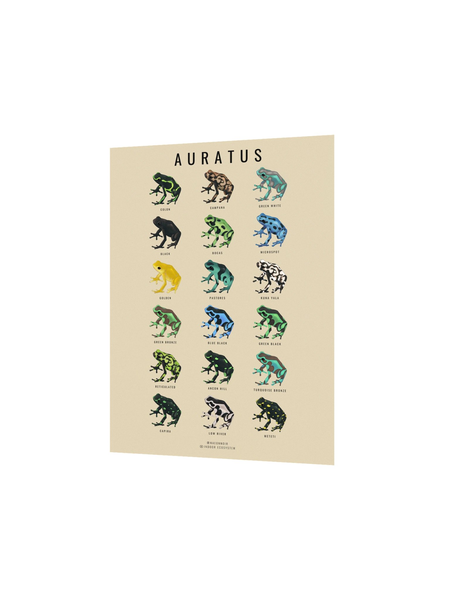 AURATUS DART FROG POSTER (CREAM) product image (2)