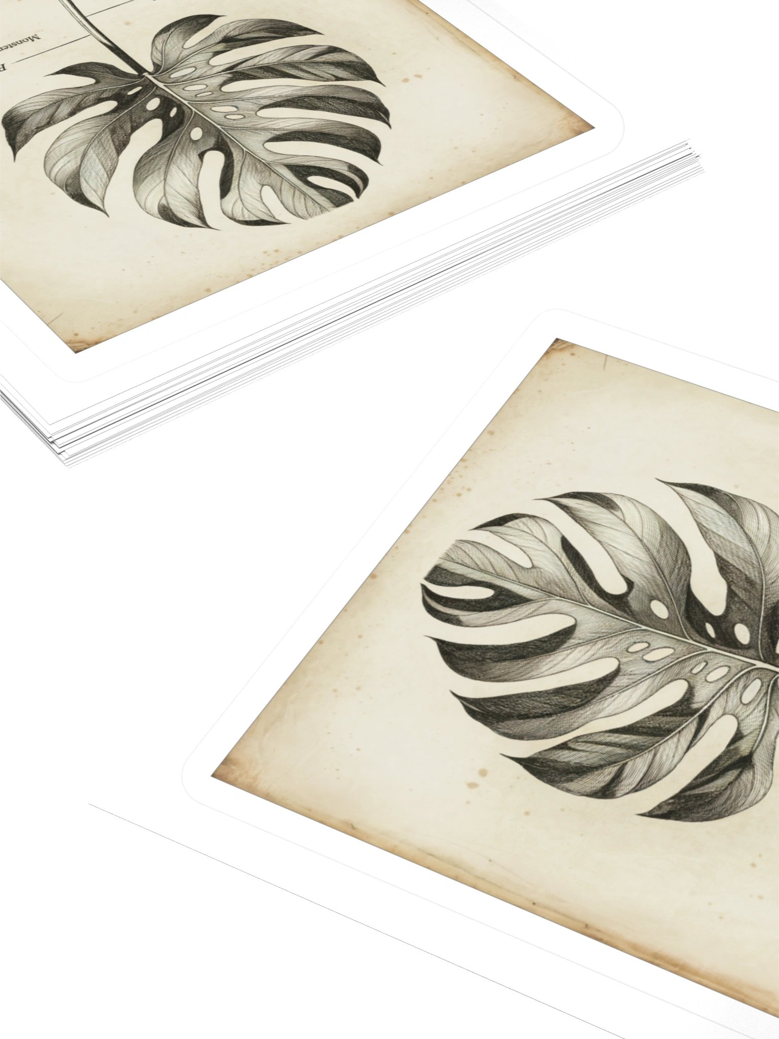 Monstera Field Guide — Sticker product image (4)