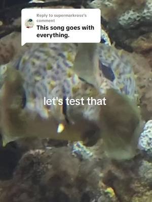 Replying to @supermarkross let's test that theory! #nationalaquarium @National Aquarium #stanleythemanley #streetfighter2 