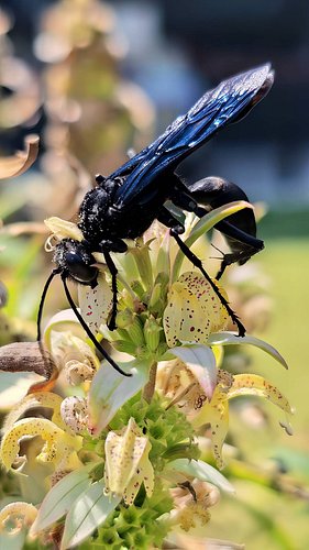 This is a Great Black Wasp and its been in the record books since 1749 and is one of my favorite wasps ✨️

They have a beauti...