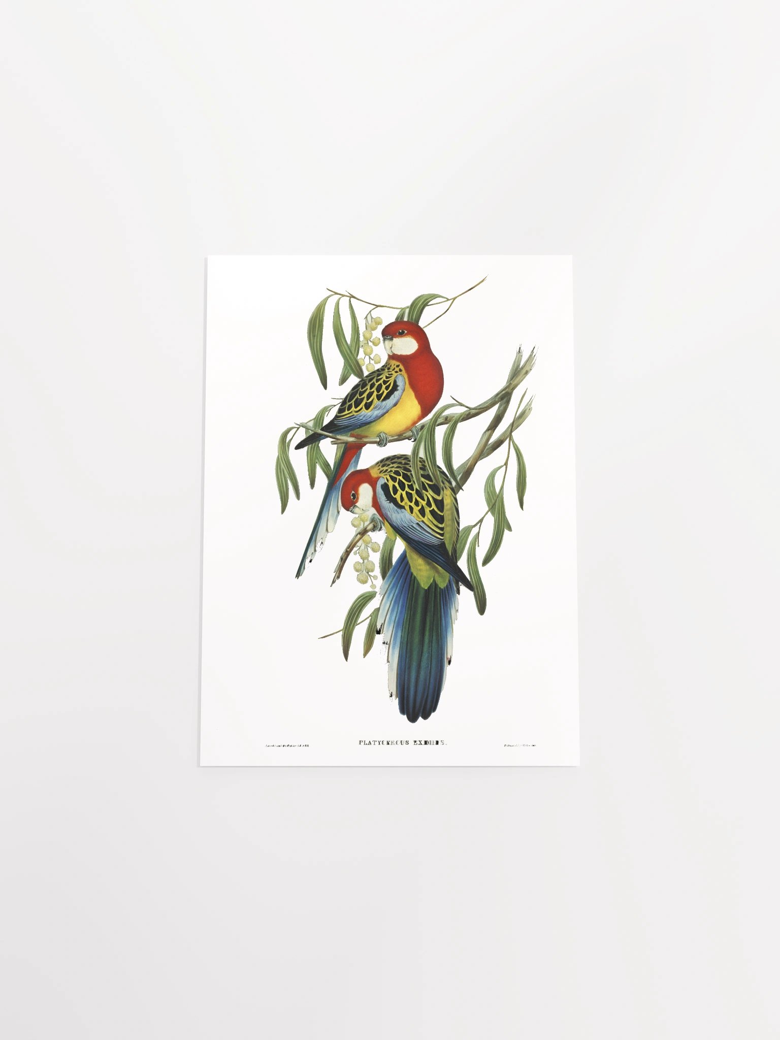 Vibrant Avian Oasis Poster product image (36)