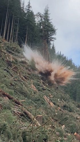 How to handle two dangerous trees? Twice the dynamite. 😆 #Explosives  #treeblasting  #logging ing #outdoorwork