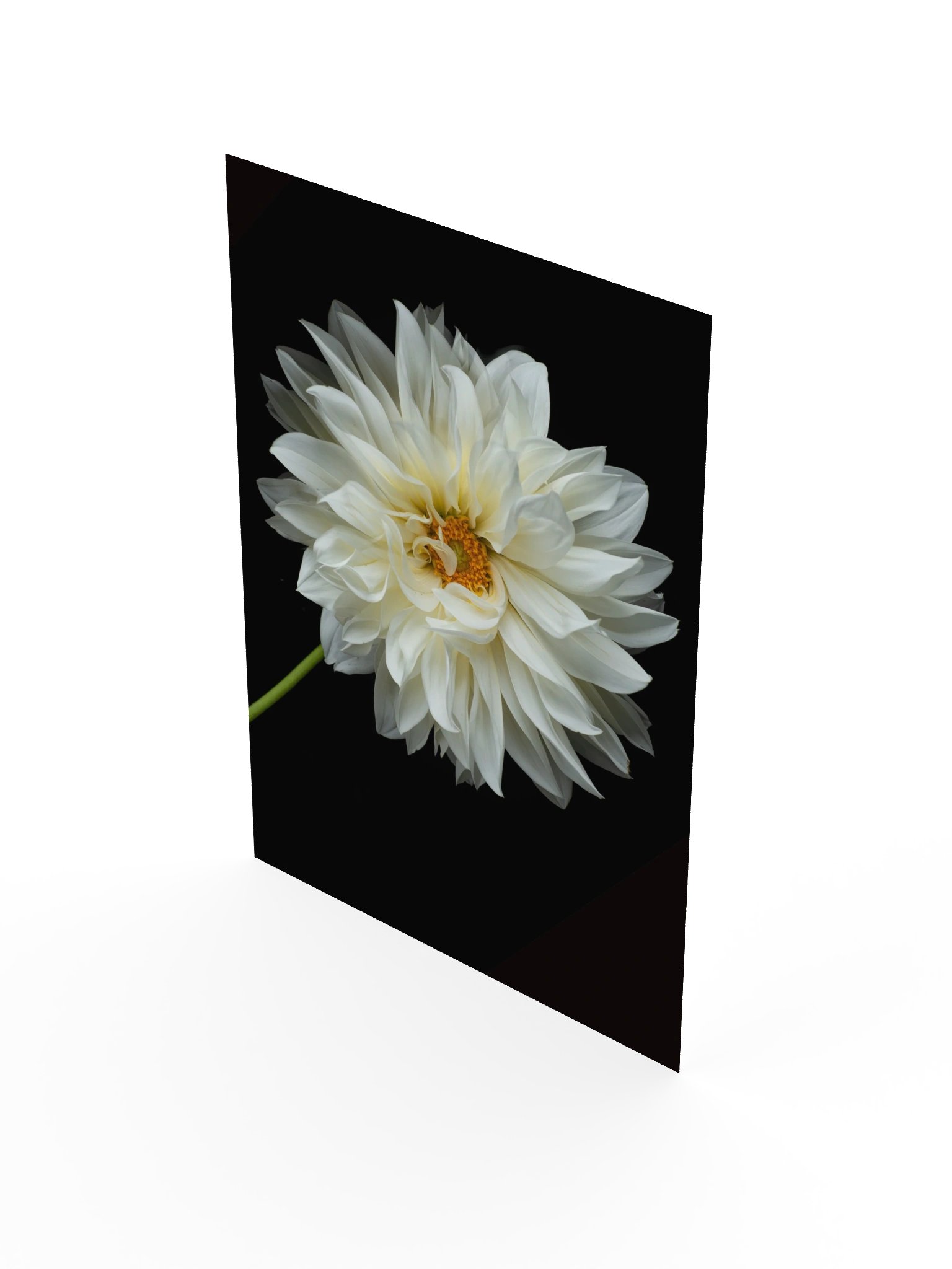 White Dahlia — Botanical Fine Art Photography Print product image (4)