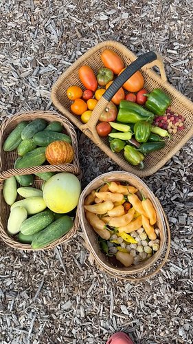 It’s a beautiful day for a #harvest that includes cucumbers, melons, tomatoes, sweet peppers, raspberries, spicy peppers, and...