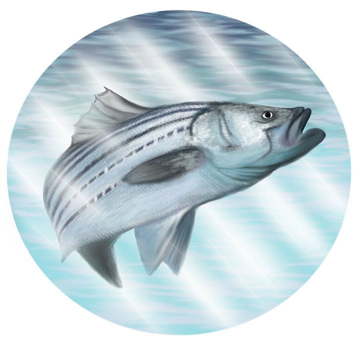 Sea Bass Sticker product image (1)