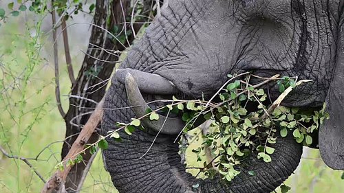 The Elephant Cow with Crossed Tusk: A Rare Kruger National Park Discovery! @PKSafaris near Leeupan

We were lucky enough to e...