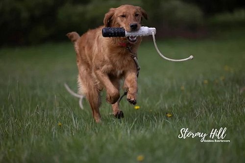 Rooster has started his training, he was doing very well with the 