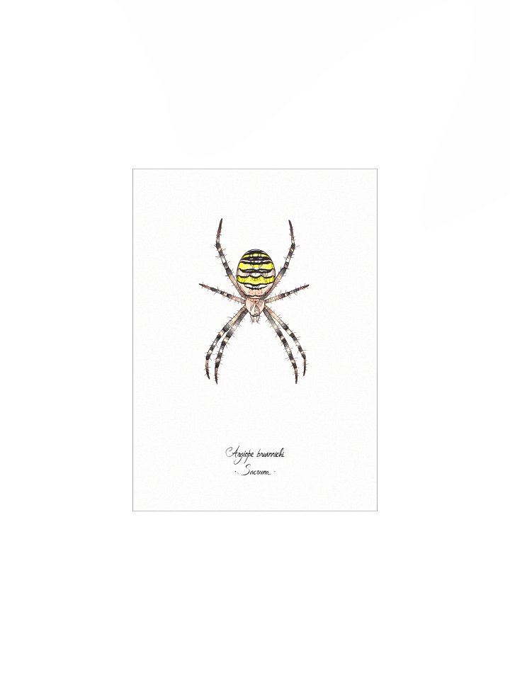 Argiope Bruennichi • Print product image (1)