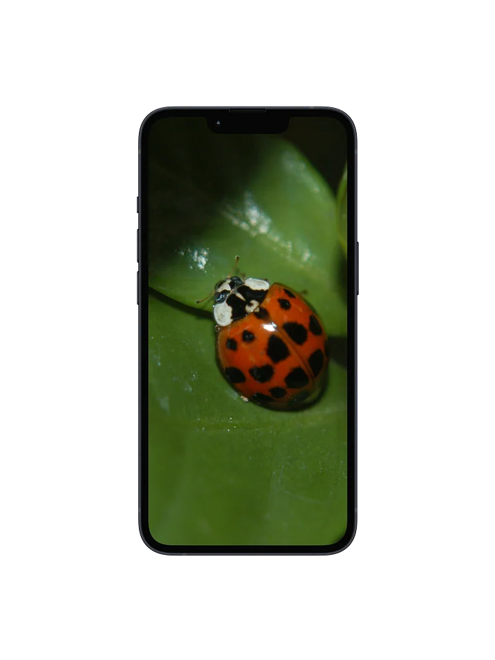 Ladybug Digital Wallpaper Set product image (1)