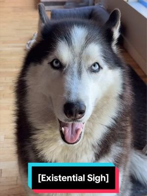 Sometimes I think he just likes to remind me who’s in charge. 🐺😒😮‍💨 #siberianderpskies #husky #siberianhusky #dogsoftiktok #huskiesoftiktok 