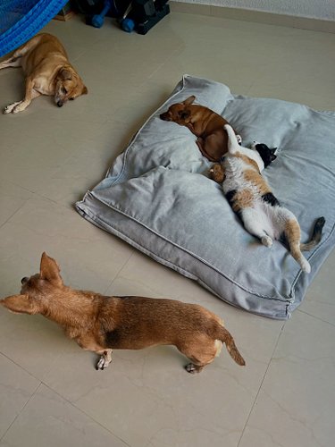 The pack wishes you a happy Monday.