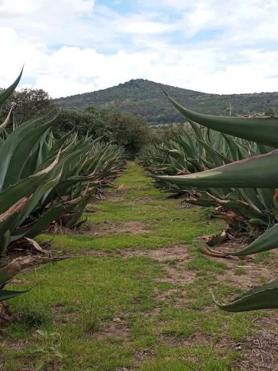 PAQ 4 -RUTA DEL PULQUE + SANTUARIO DE LAS LUCIÉRNAGAS / Camping product image (2)