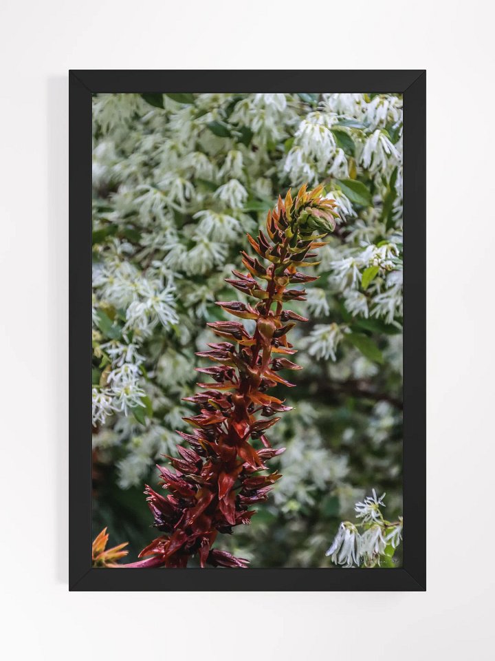 Print Fine Art – The Dance of Contrasts product image (2)