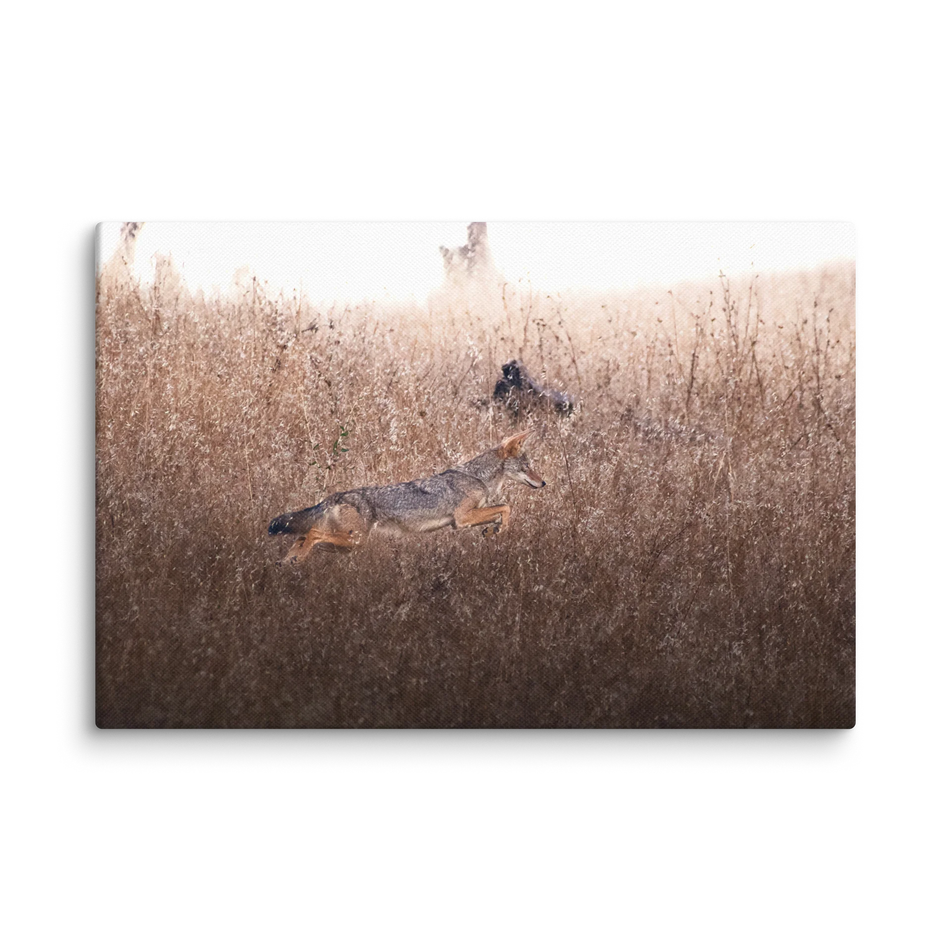 Coyote Field product image (8)
