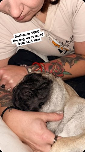 Rocky the Pug #pug #pugsnotdrugs