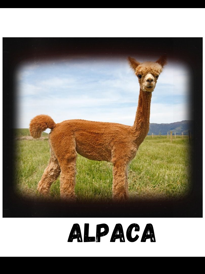 Commonly Confused Animals product image (9)
