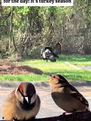 No need for conversation when turkey season is in 🦃 #gobblegobble #marriage #turke 