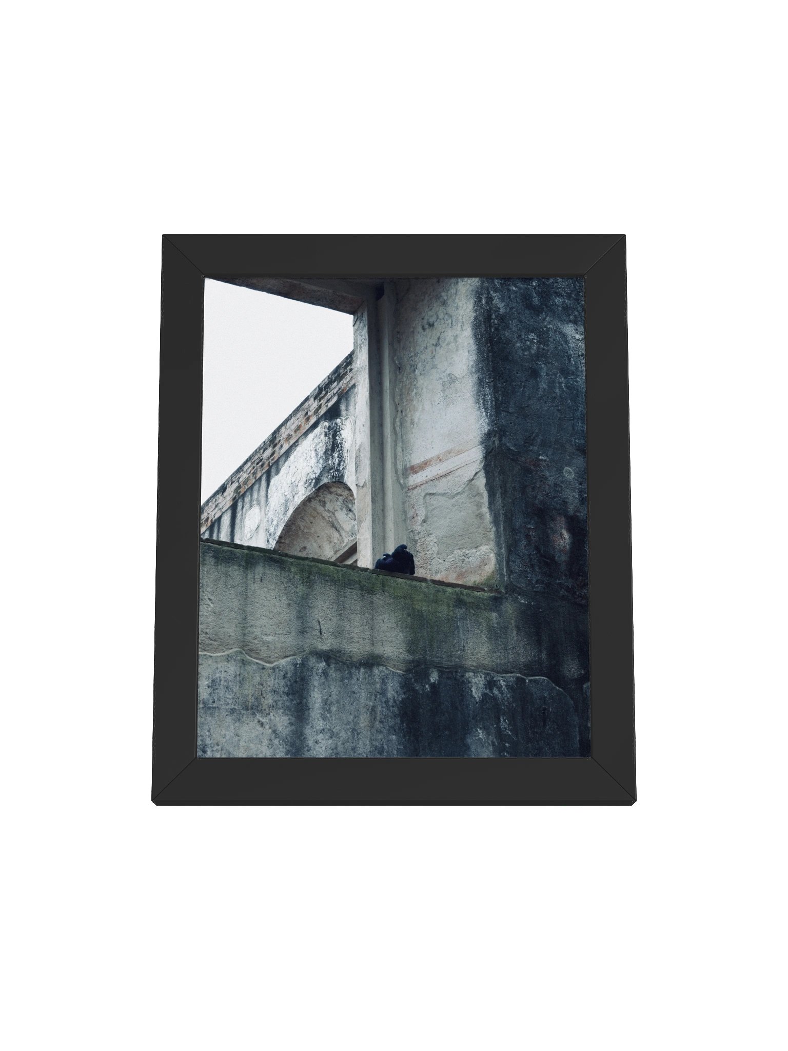 Antigua Pigeons product image (10)