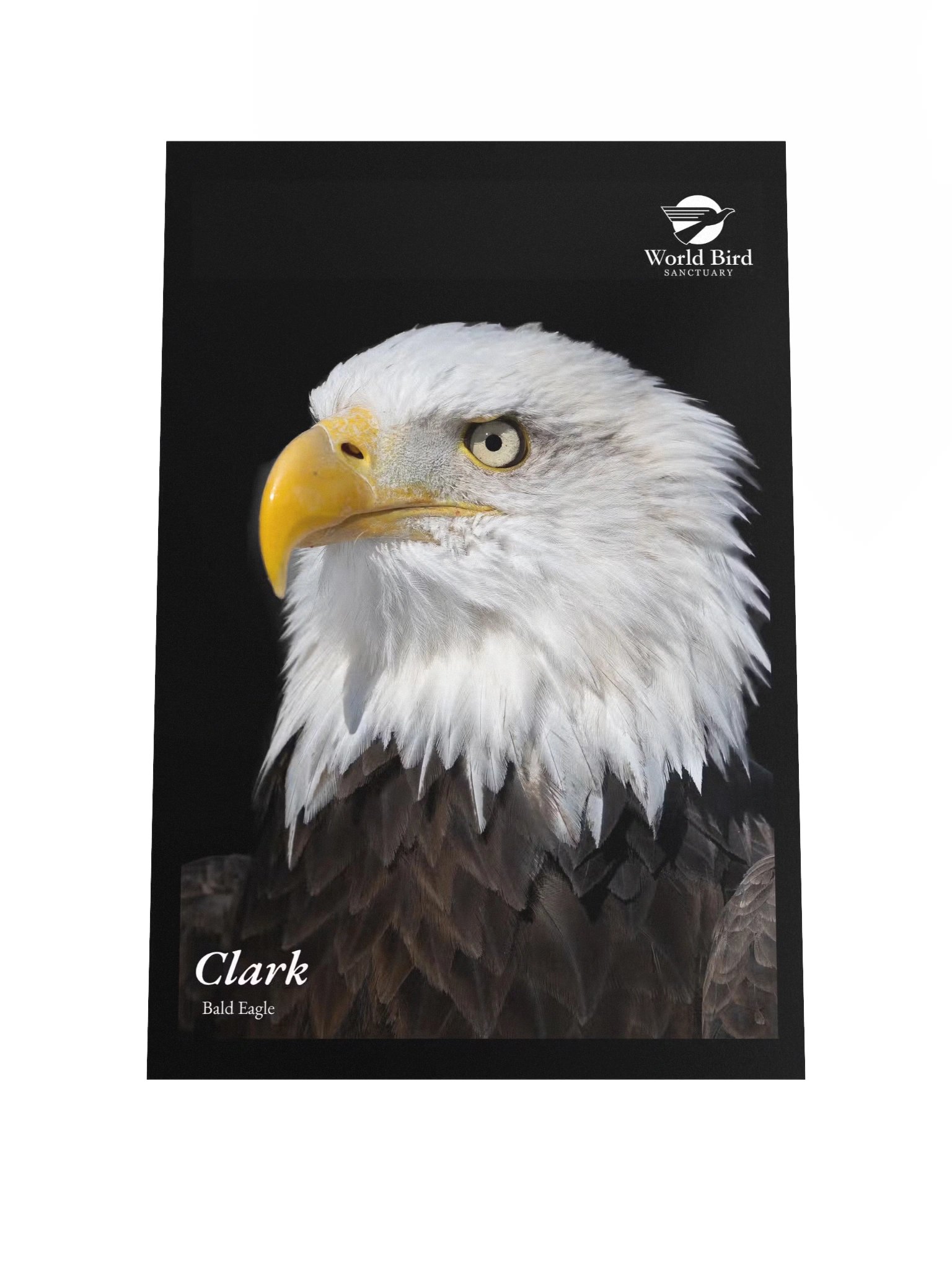 Clark - Bald Eagle Poster product image (1)