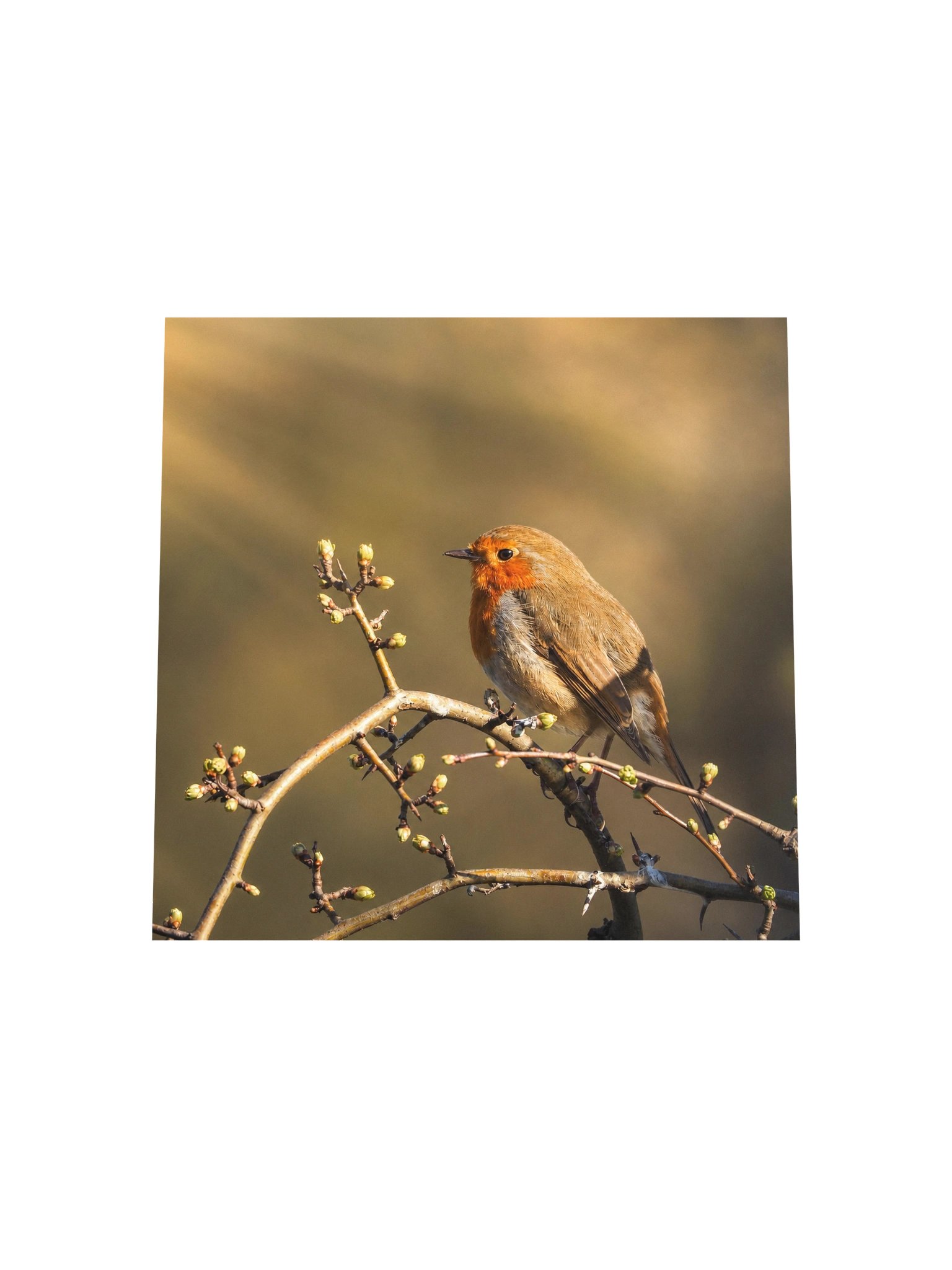 Roin Bird Art Print - Poster product image (5)