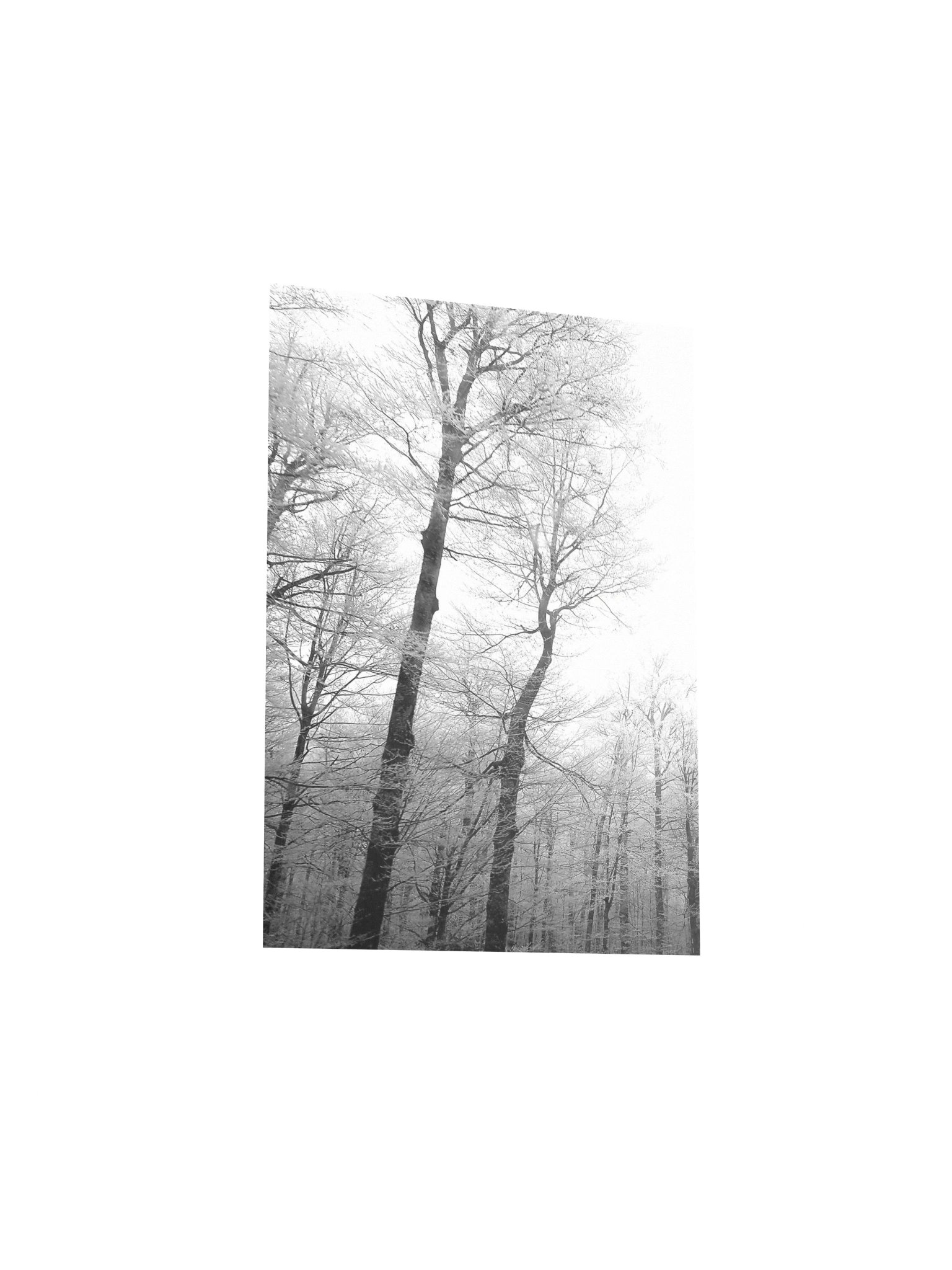 Winter trees matte paper poster product image (3)