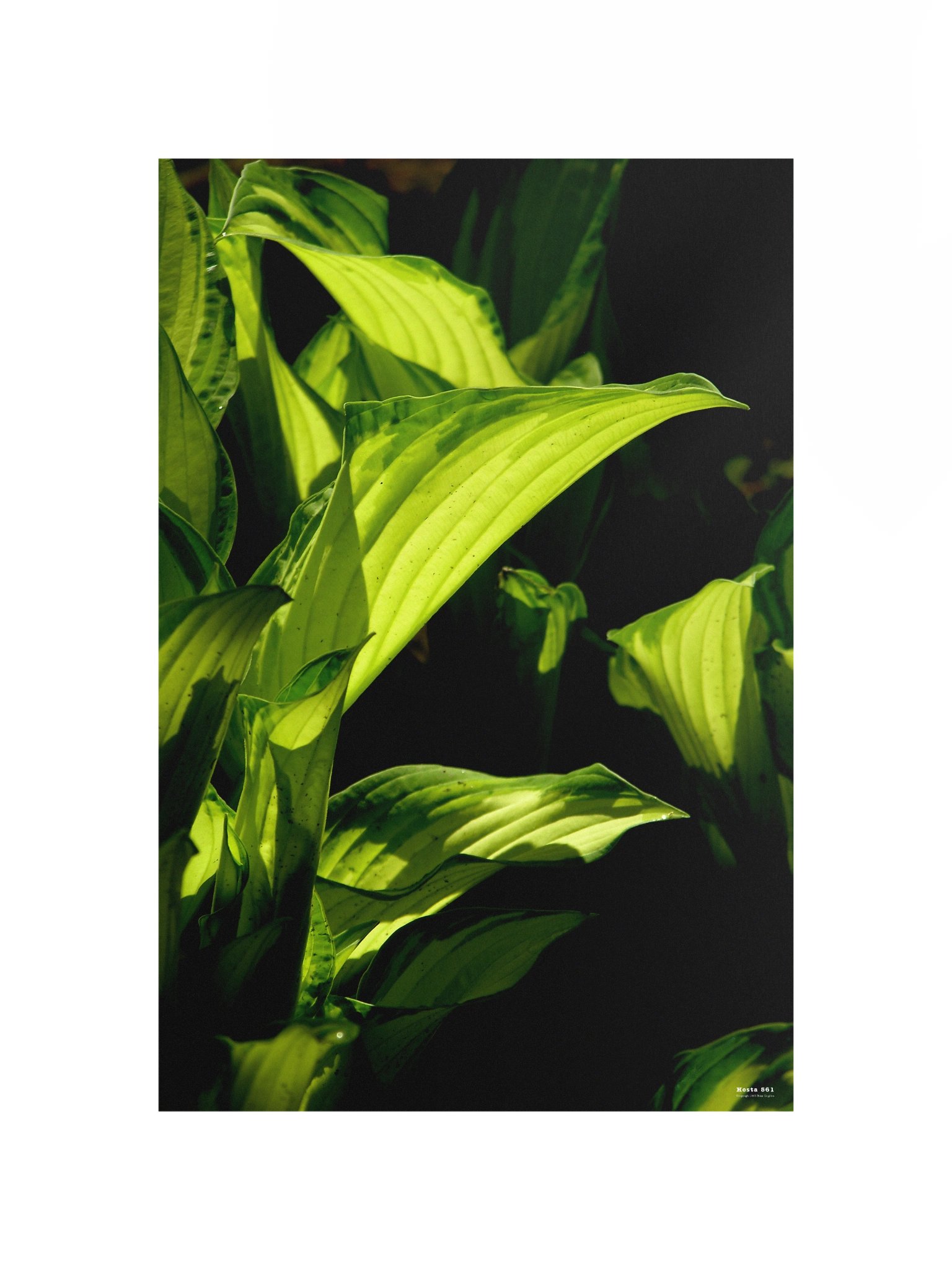 Hosta 561 Poster product image (8)