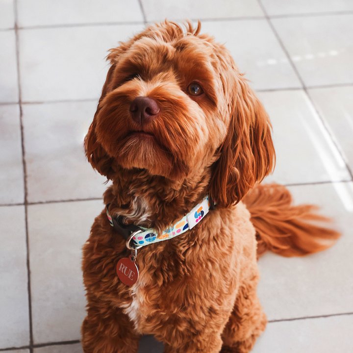 Studio Dog Collar product image (1)