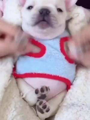 hmmm pibble