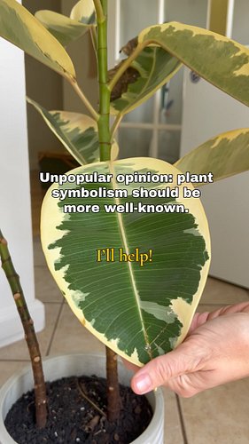 I love this one! 

#houseplantcommunity #plantsofinstagram #ficuselastica #plantschoolpodcast #plantpodcast