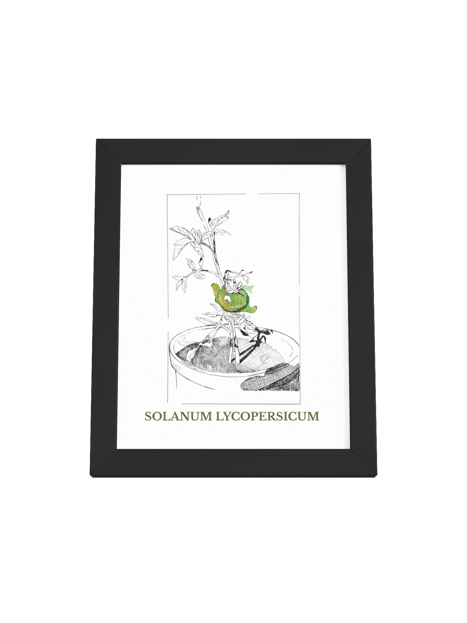 Solanum lycopersicum, fine art canvas (print on demand) product image (1)