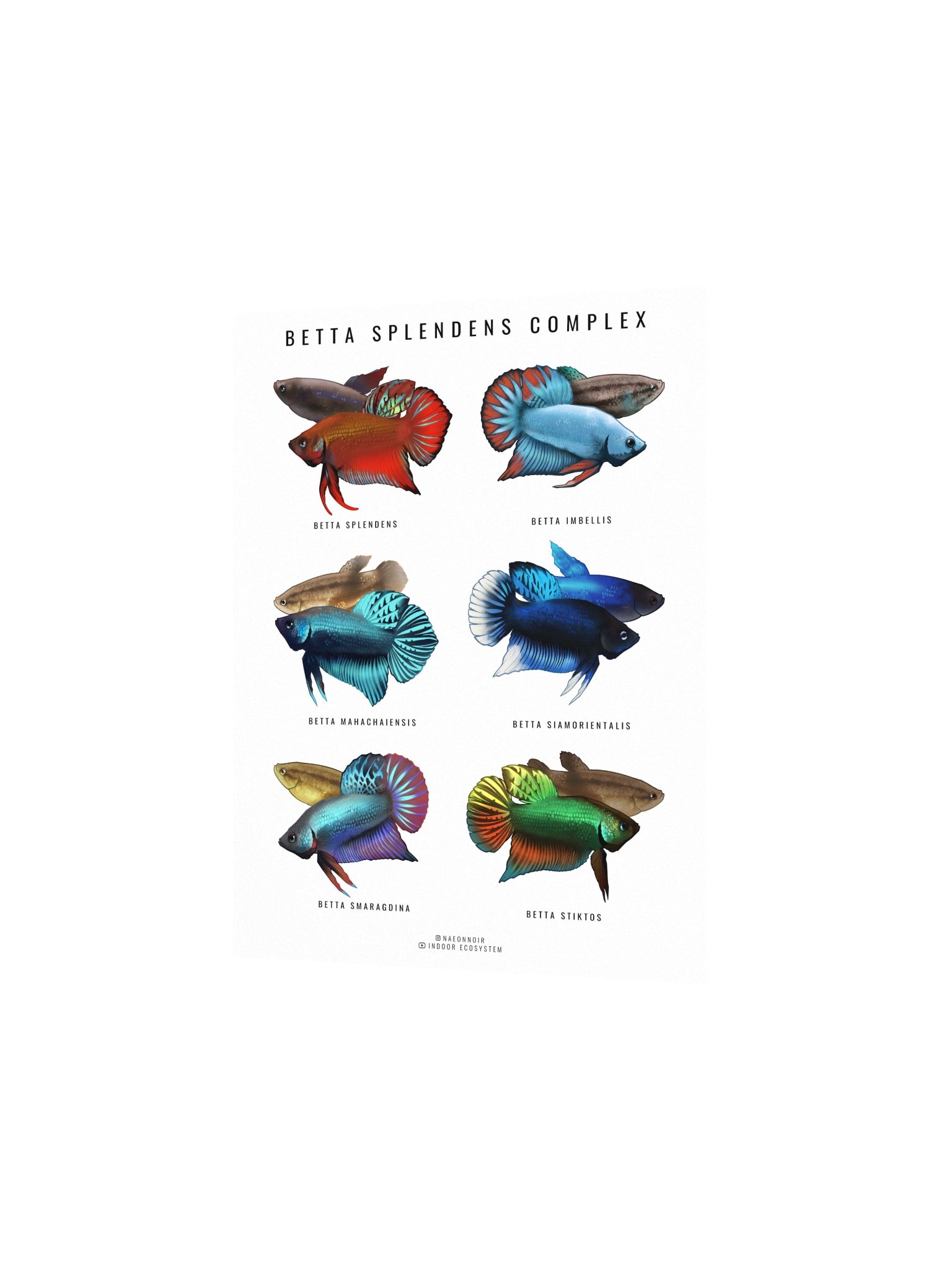 BETTA SPLENDENS COMPLEX POSTER (WHITE) product image (2)