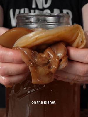 this thing makes one of the most misunderstood drinks on the planet. a living colony of bacteria and yeast that eats sugar and turns sweet tea into something fizzy, sour, and alive. one study found it cut the blood sugar spike from a meal by about 20%. but most store-bought kombucha is bottled to sit on a shelf, which means the culture is stalled or dead. this is the real thing. #kombucha #fermentation #guthealth #scoby #probiotics #fermenteddrinks #realfood #brinelab #dishbydavid #microbiome
