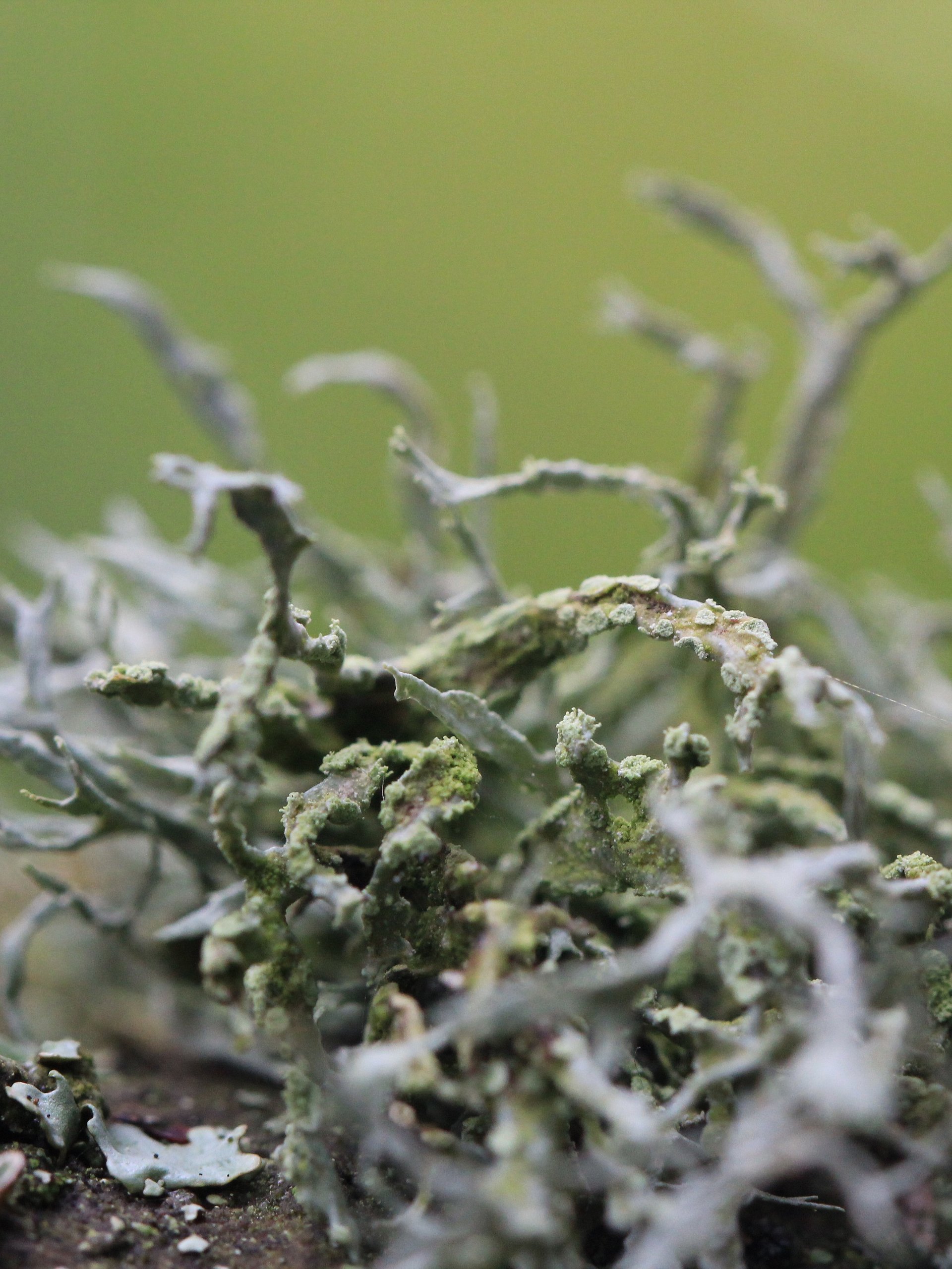 Lichen Image Collection product image (2)