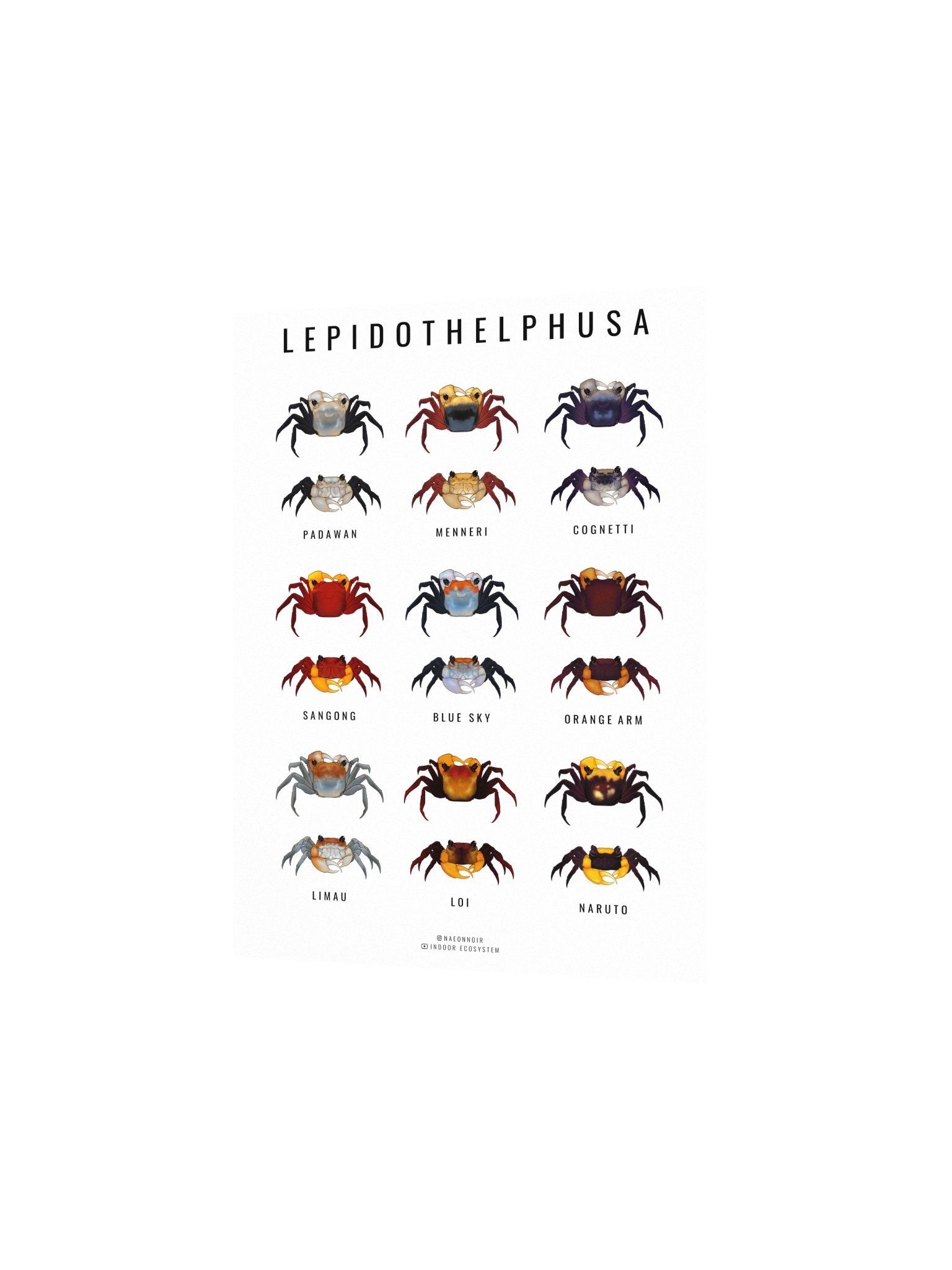 LEPIDOTHELPHUSA BORNEO CRAB POSTER (WHITE) product image (2)