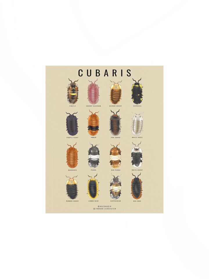 CUBARIS ISOPODS POSTER (CREAM) product image (1)