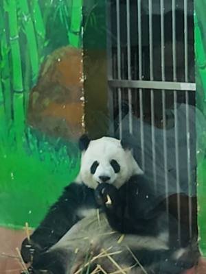 雅一在吃竹子