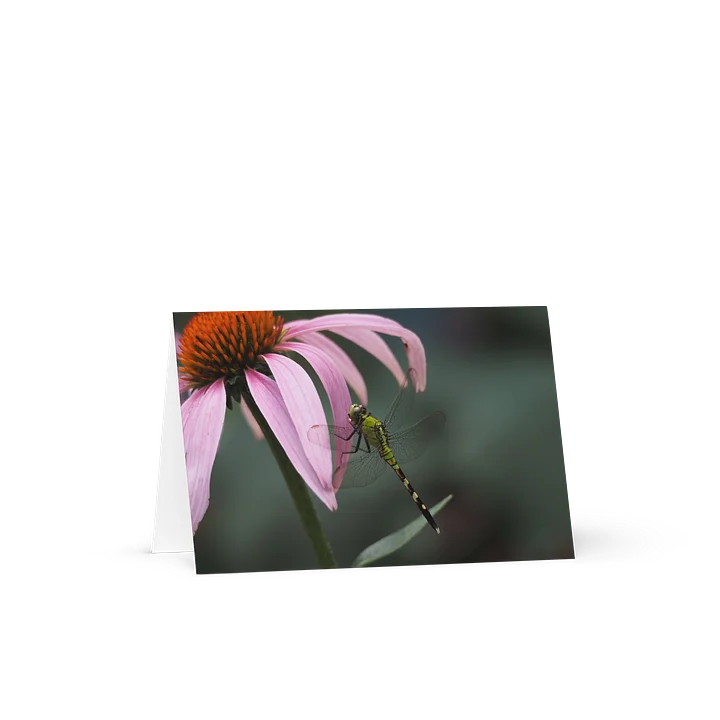 "Dragonfly on Coneflower" (Blank Card) product image (1)