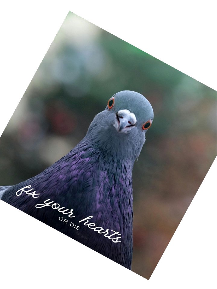 Fix your hearts - Pigeon - Square Sticker product image (5)