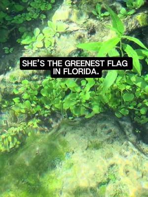 Pretty with a purpose. 💙 #floridasprings #parktok #floridalife #onlyparks #thewetterthebetter 