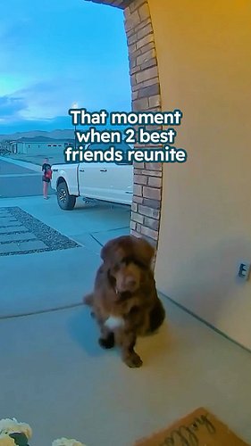 This huge Newfie finally found the best friend he’d been waiting for😍

Special thanks to Kendyl, River, and Winston:
@winston...