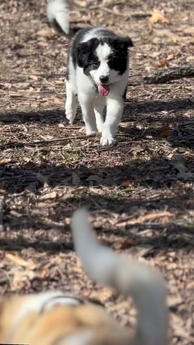Look how little she used to be
.
.
.
.
.
 #puppy #dog #puppylove #puppys #clementine #bordercollie #greatpyrenees #dogpark #fun