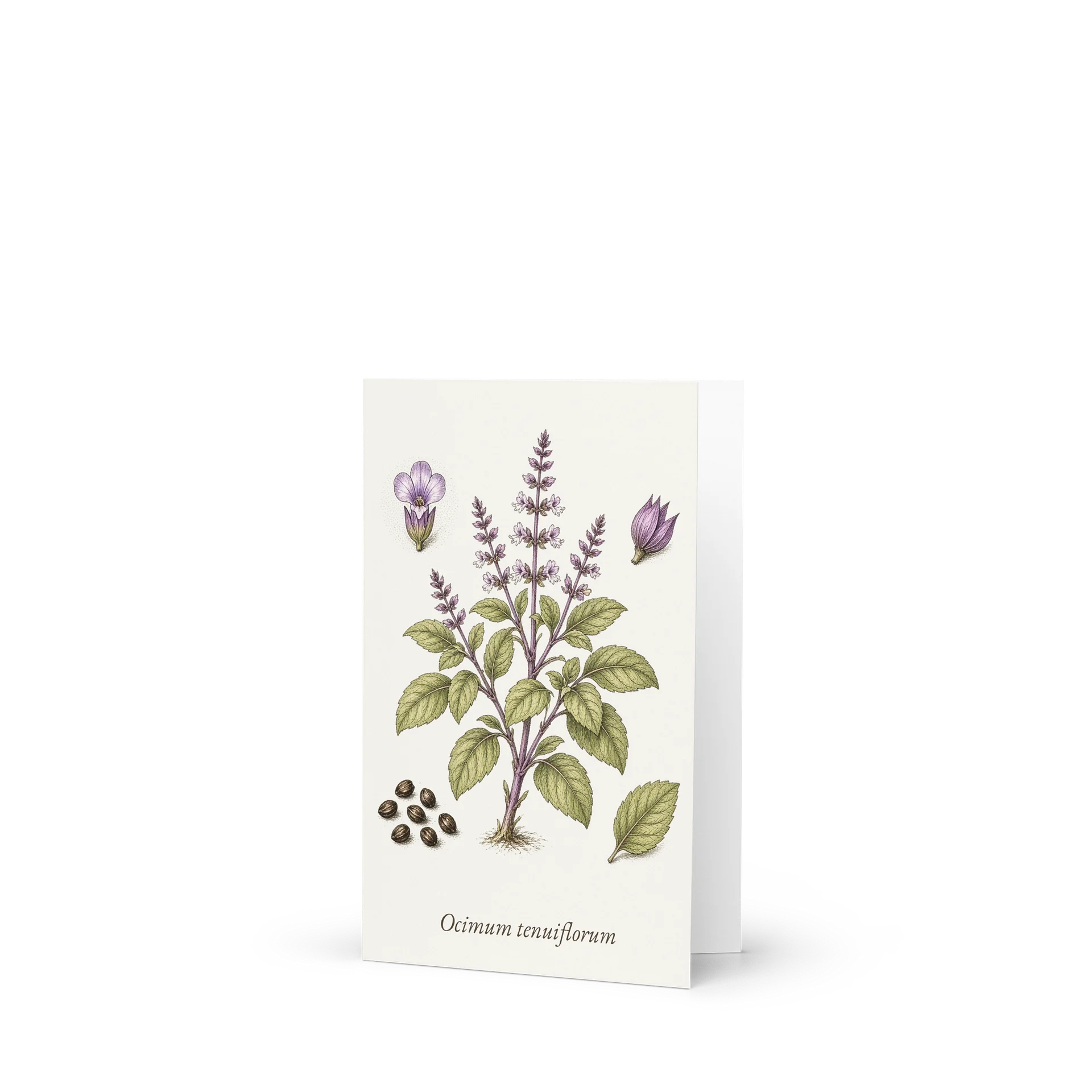 Vintage Botanical Holy Basil (Tulsi) Greeting Card product image (1)