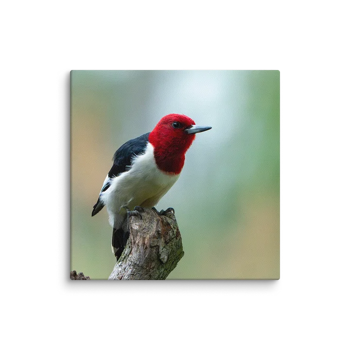 Woodpecker Leaning to Jump product image (19)